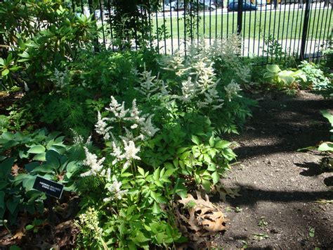 Maybe you would like to learn more about one of these? Deer-Resistant Shade Perennials for Northern Virginia ...