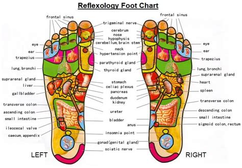 Foot Reflexology Chart 2023