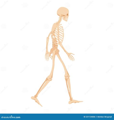 Walking Human Skeleton Anatomical Structure Of The Body For Study And