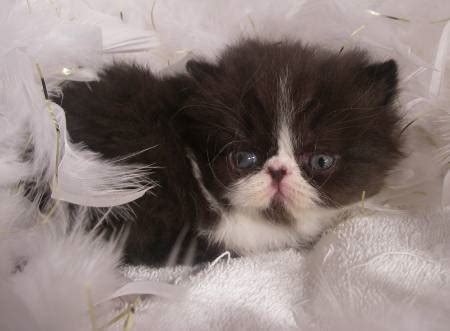 Did you scroll all this way to get facts about firecrackers? Black & White Persian Female Kitten - Rocky Mountain ...