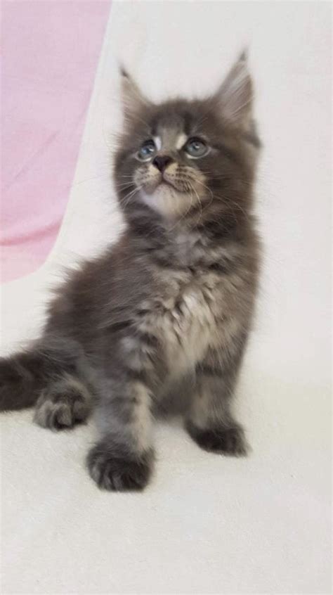 Also maine coon breed profile and maine coon cat breeders. Maine Coon Cats For Sale | North Miami Beach, FL #279624