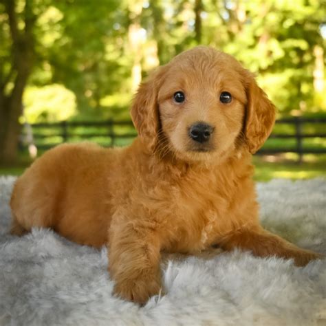 Superdealsearch.com has been visited by 100k+ users in the past month F1 MINI GOLDENDOODLE | MALE | ID:4071-EN - Central Park Puppies