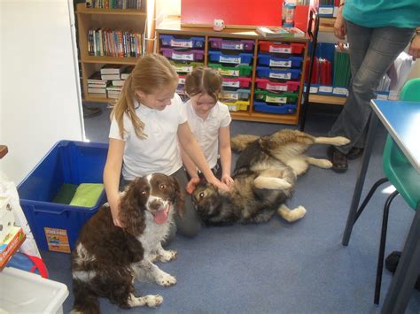 Video A Perthshire School Has Welcomed Dogs As Classmatesand They
