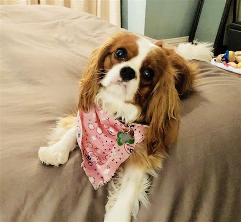 Bella The Cavalier King Charles Spaniel After Being Groomed King