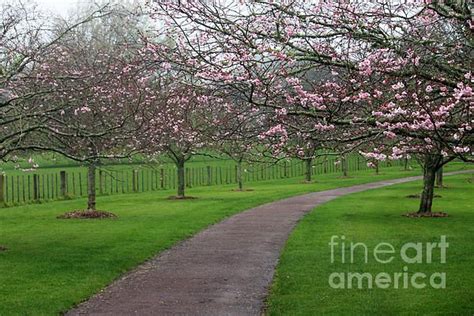 Cherry Blossom Path By Gee Lyon Cherry Blossom Blossom Gees