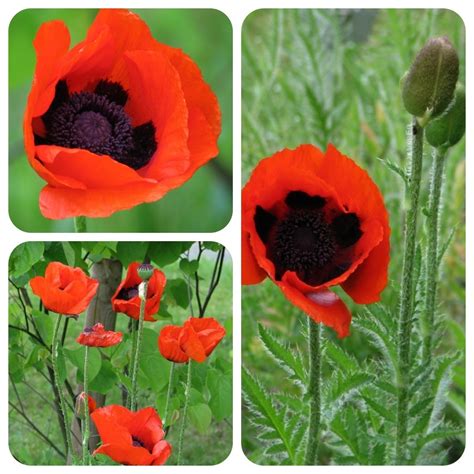 Poppy seed filling, also known as mohn or mon in yiddish. Orientalischer Mohn Gartenmohn Papaver orientale Poppy