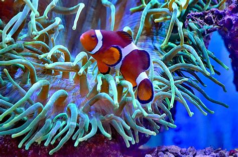 Sea Life Orlando Aquarium From Colorful Tropical Fish To