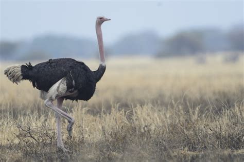 Ostriches Holmen Birding Safaris