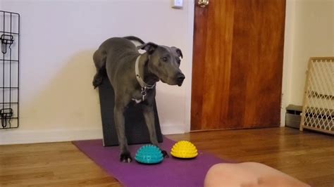 Paw Stand Canine Fitness Training Youtube