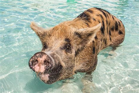 Everything You Need To Know About Bahamas Swimming Pigs