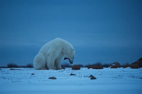 Canada Sean Crane Photography Blog Polar Bear Bear Pictures Of