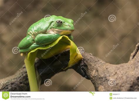 Mexican Dumpy Tree Frog Stock Image Image Of Tropical 36359177