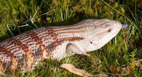 We will develop interoperable technologies (specifications. Kerberos_3-18_19_1000w - Lizard Cafe