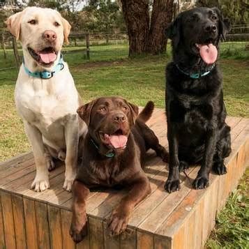 Introducing the breakthrough pet enzyme cleaner that eliminates 100% of all pet urine stains & odours in minutes. Adopt a Labrador - Labrador Rescue Australia