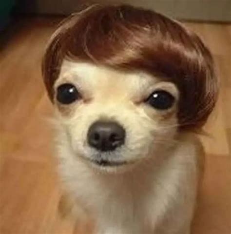 Top 13 Hilarious Bad Dog Haircuts That Have Gone Wrong Glamorous Dogs