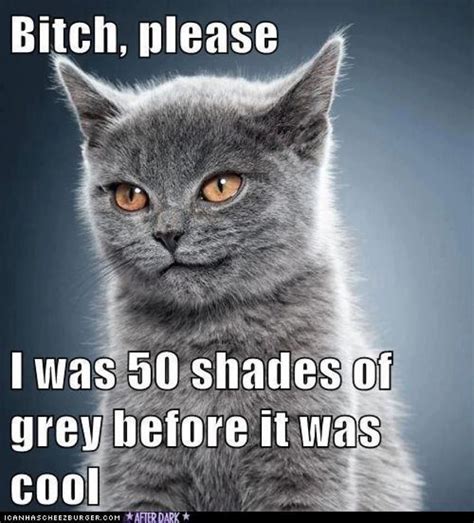 50 Shades Of Grey Cat Grey Pictures Funny Animal Pictures Funny