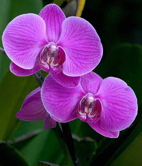 Moth Orchids Phalaenopsis Are The Most Common And Longest Blooming