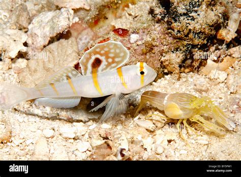 Randalls Snapping Shrimp Hi Res Stock Photography And Images Alamy