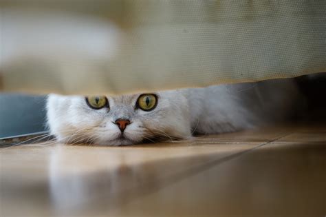 There's a wealth of information out there on how to clean pet urine, but very few practical tips on how to clean up after your child has an accident on the carpet. How to Get Cat Urine Out of Carpet - Spadone Home