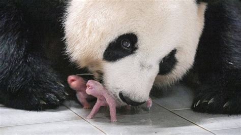 South Korean Zoo Celebrates Birth Of First Twin Pandas Cnn