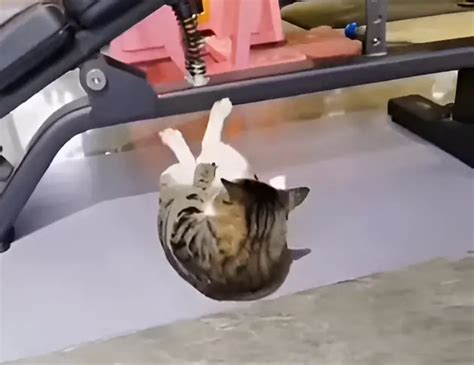 Cat Doing Sit Ups You Have To See It To Believe It