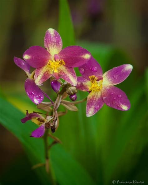 Our customers love us because we always deliver the freshest blooms on time. Orquidea de tierra | Orchid flower, Orchids, West palm