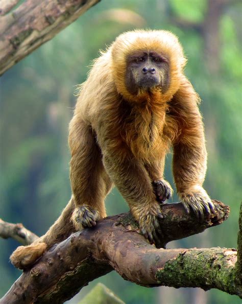 Macaco Prego Dourado Wikipédia A Enciclopédia Livre
