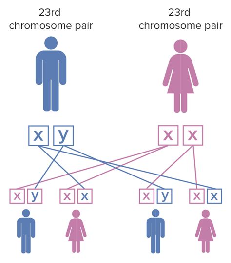 Fragile X Syndrome Concise Medical Knowledge