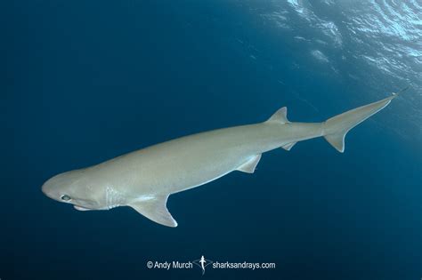 Bigeye Sixgill Shark