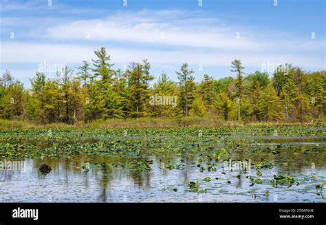 Jamestown Audubon Center and Sanctuary in New York Stock Photo - Alamy