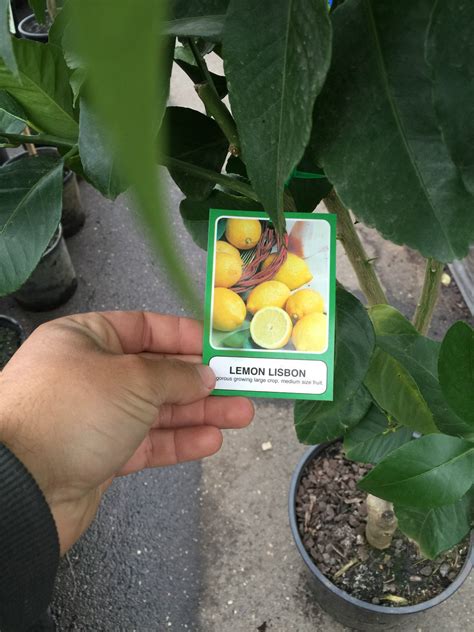 Lemon Tree Lisbon Westlake Nursery