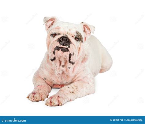 Collection 90 Images English Bulldog Skin Problems Pictures Superb
