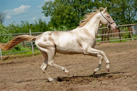 Here Are The Five Most Beautiful And Rare Horse Breeds In The World