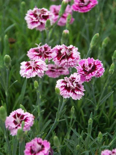 Shasta daisies are type of perennial / perennials plants, they grow dormant during the winter and comes back to life during spring and summer. 35+ Perennial Flowers All Season: Guide for Blooms in ...