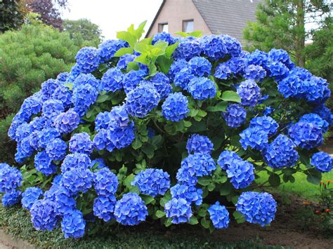 Ballhortensie 'Mathilde Gütges' (blau) - Hydrangea macrophylla 'Mathilde Gütges' (blau ...