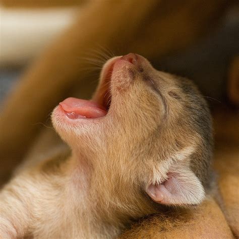 Blue Yawn Cat Yawning Kittens And Puppies Cute Cats