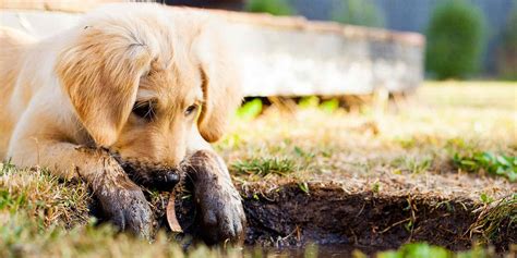 Our Top Solutions On How To Stop Dogs From Digging Holes