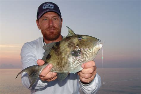 How To Catch Triggerfish Best Bait Tactics Locations And Mo Florida