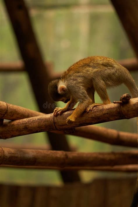 Saimiri Monkey Looking Down Stock Photo Image Of Fauna Mammals