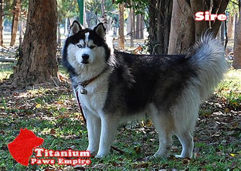 Please note, these dogs are from rescues and shelters nationwide and are not available through the aspca. Siberian husky Dogs Wonderland House FOR SALE ADOPTION in ...