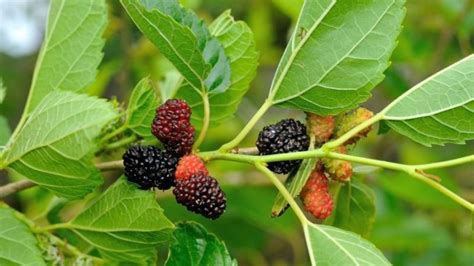 Detect language english german french italian turkish. Amalkan Daun Mulberry Melambatkan Proses Penuaan, Migraine ...
