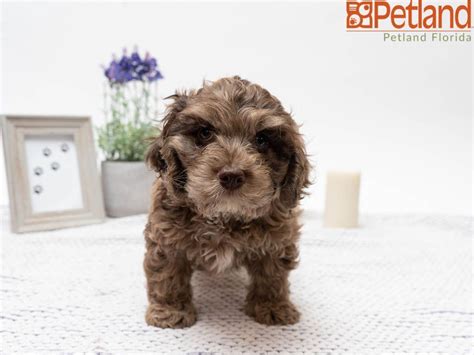 2/2/2016 puppies are not raised in kennels. Petland Florida has Cockapoo puppies for sale! Check out ...