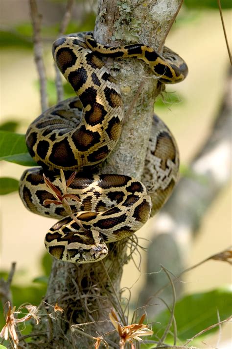 Burmese Pythons Masters Of Constriction Cswd