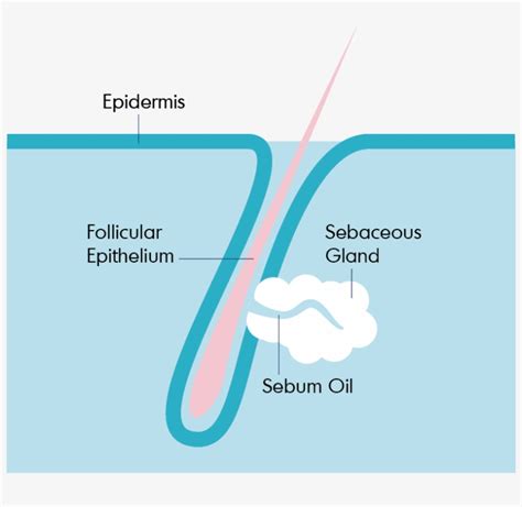 Top 100 Image Diagram Of The Hair Follicle Vn