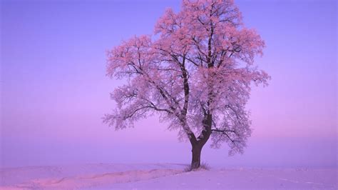 Download Pink Snow Tree Nature Winter Hd Wallpaper