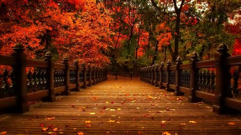 Wood Bridge Between Red Yellow Autumn Fall Tree Branches In Forest