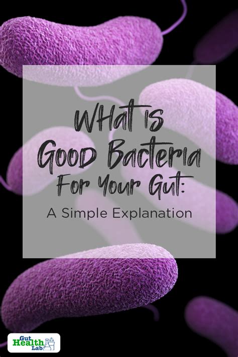 List of good bacteria lactobacillus acidophilus and other lactobacilli. What Is Good Bacteria For Your Gut: A Simple Explanation ...