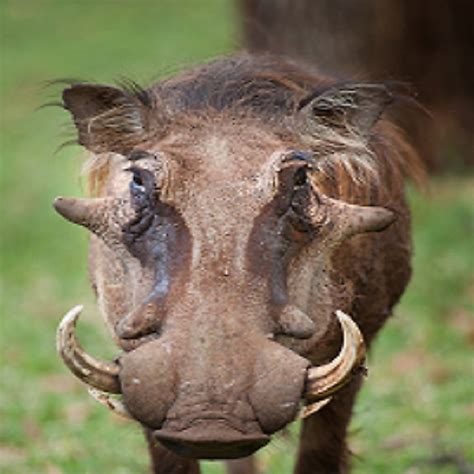 Common Warthog Facts Animals Of Africa Worldatlas