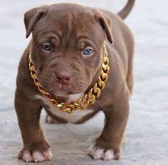 Black panther pit bull | Pets and Animals | Pinterest | Black panther