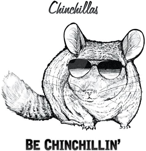 Download Transparent Chinchilla Png Chinchilla Cartoon Clipartkey